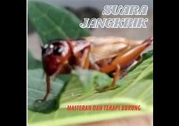 Suara Jangkrik Pertanda Apa